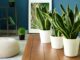 Some of the Best Plants for Your Home