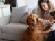 A woman and a small boy pet a very happy golden retriever inside their home